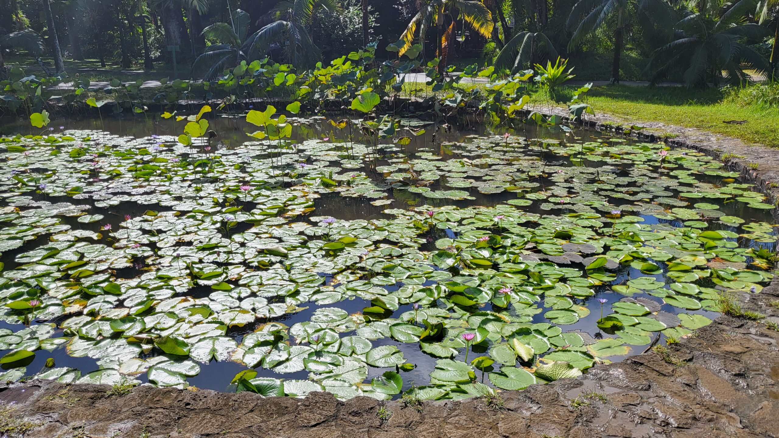 jardin pamplemousse
