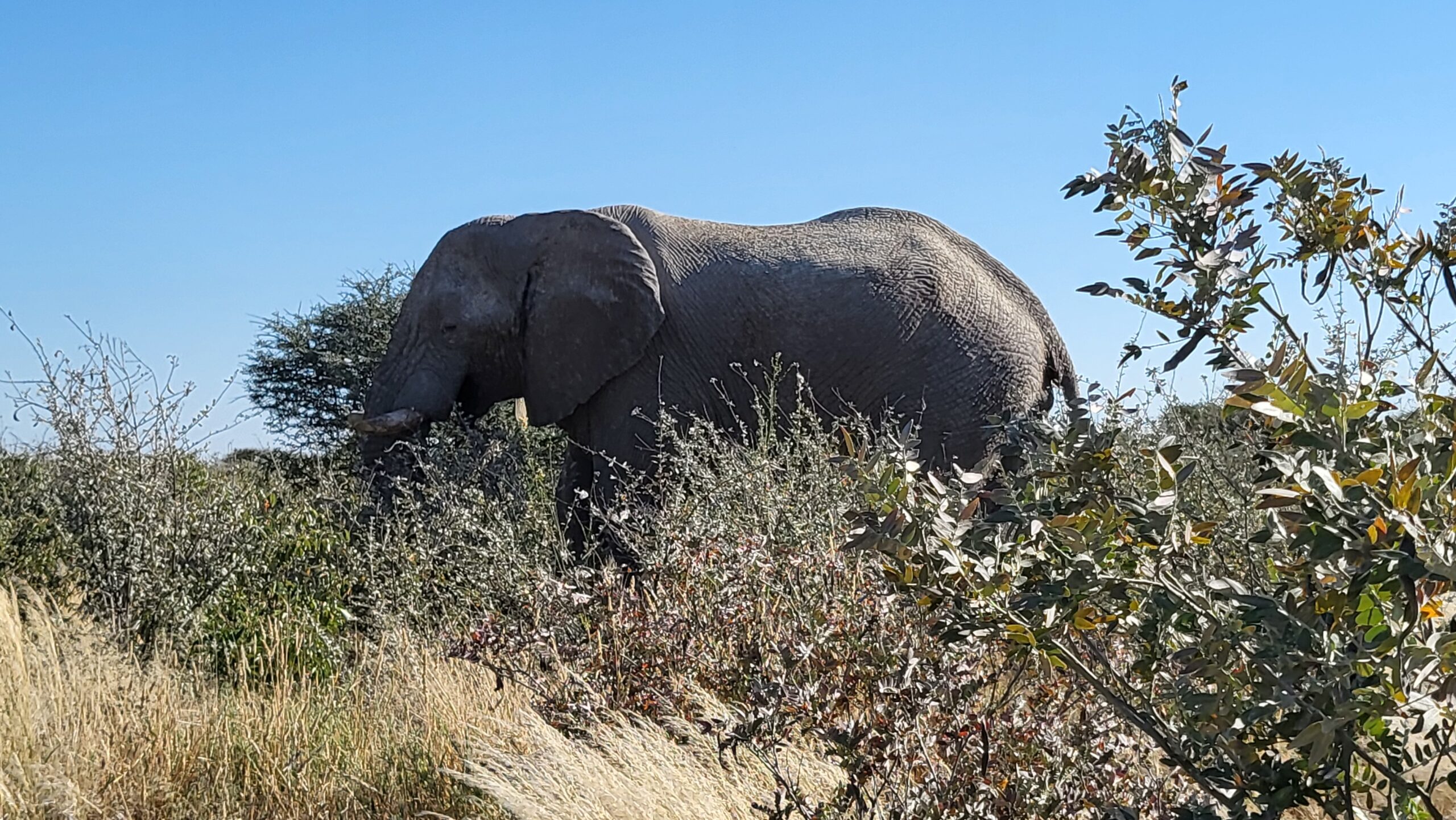 éléphants etosha