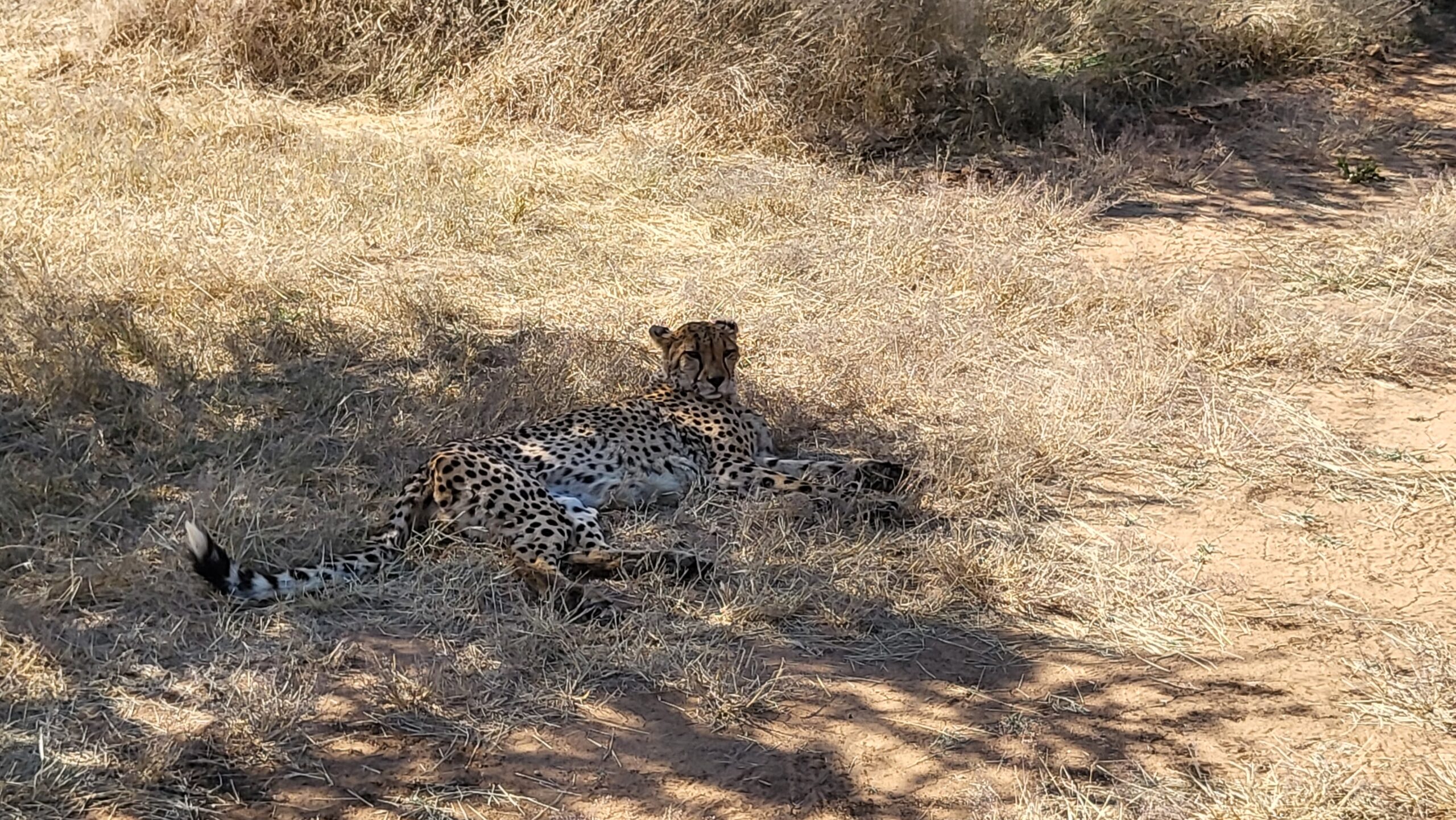 cheetah foundation