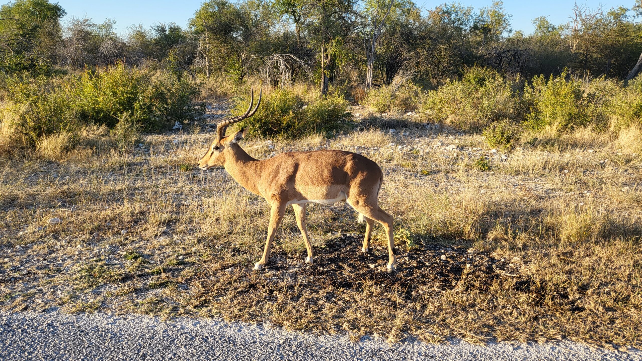 etosha