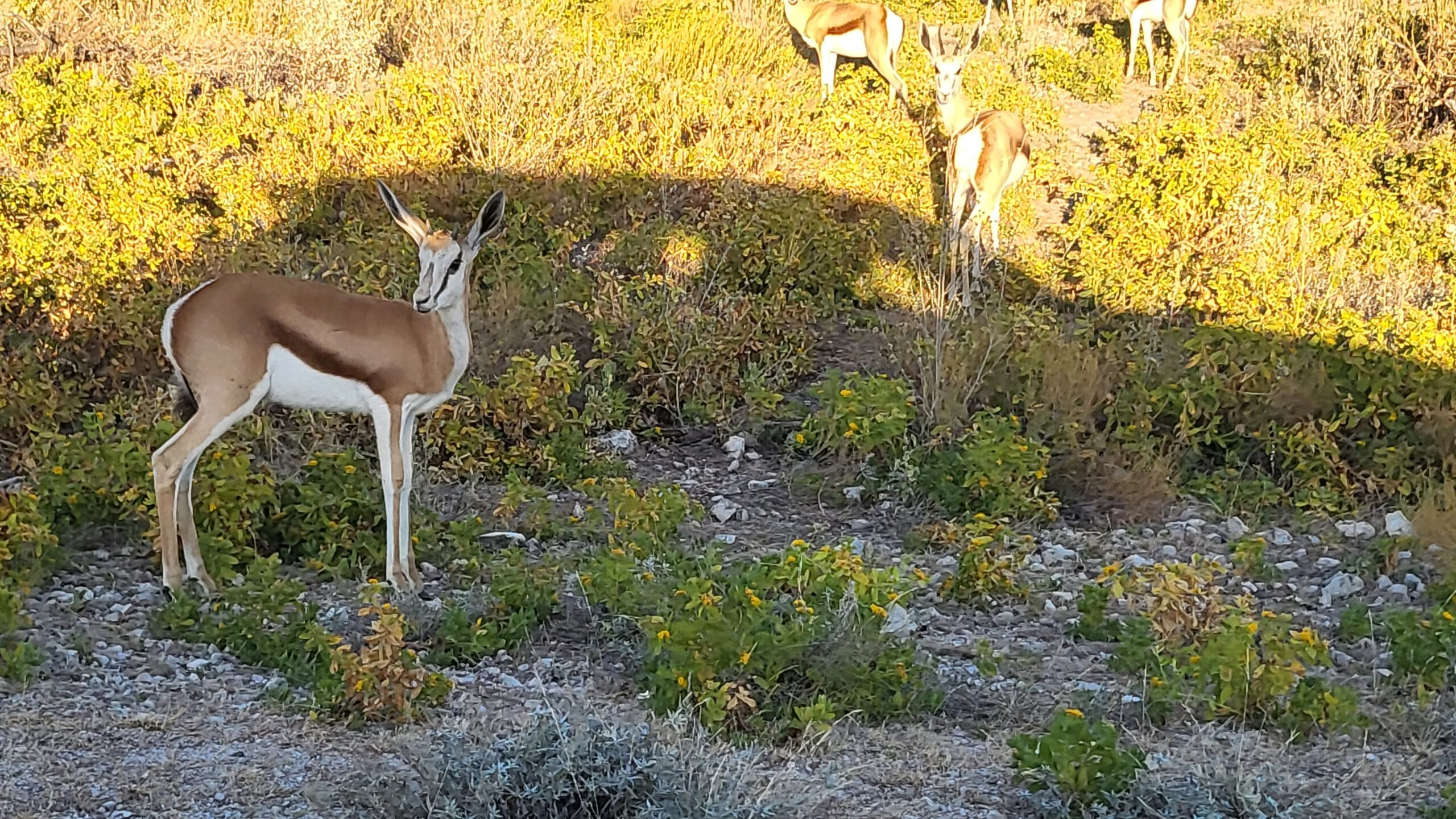 animaux etosha