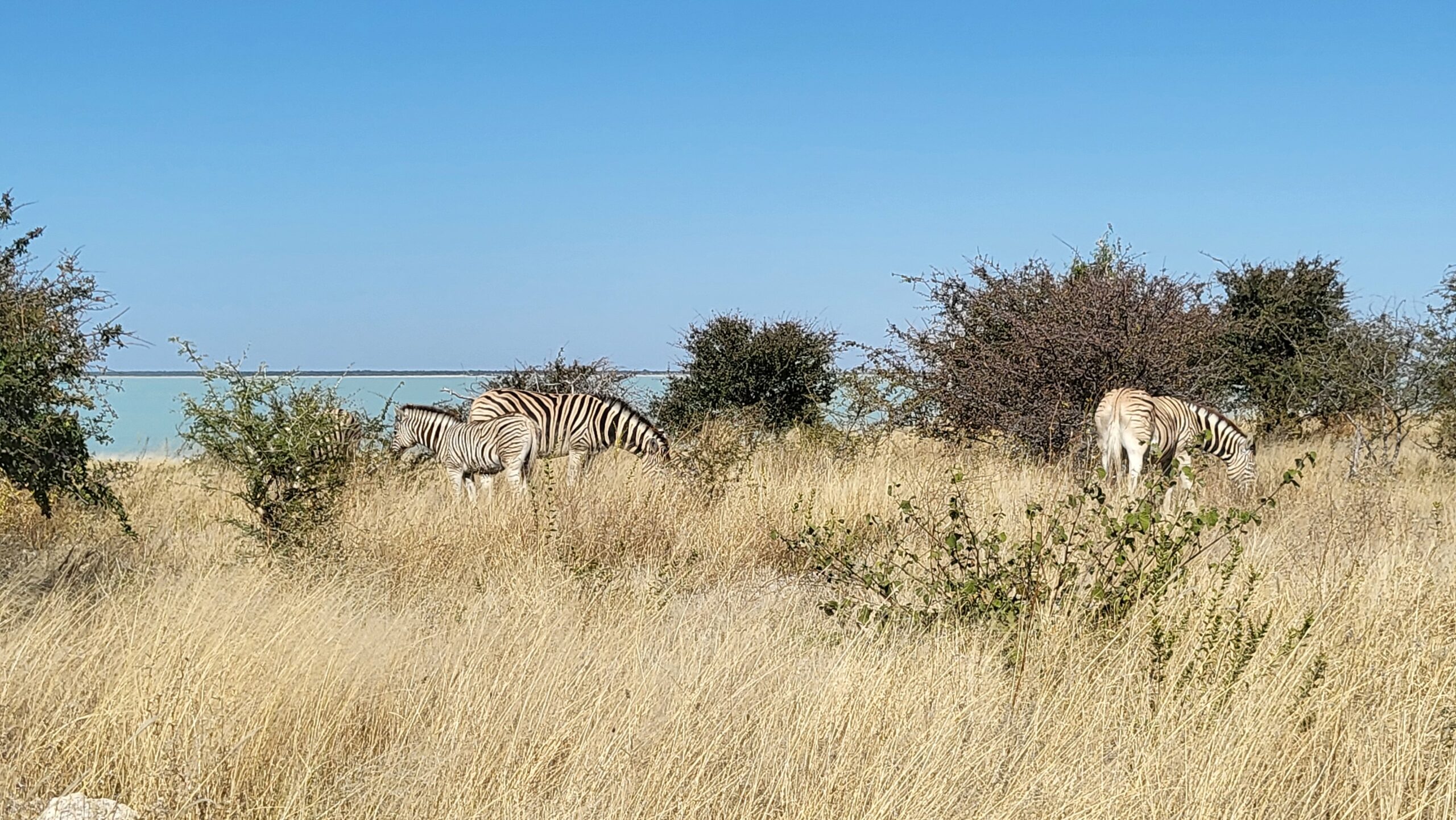 etosha