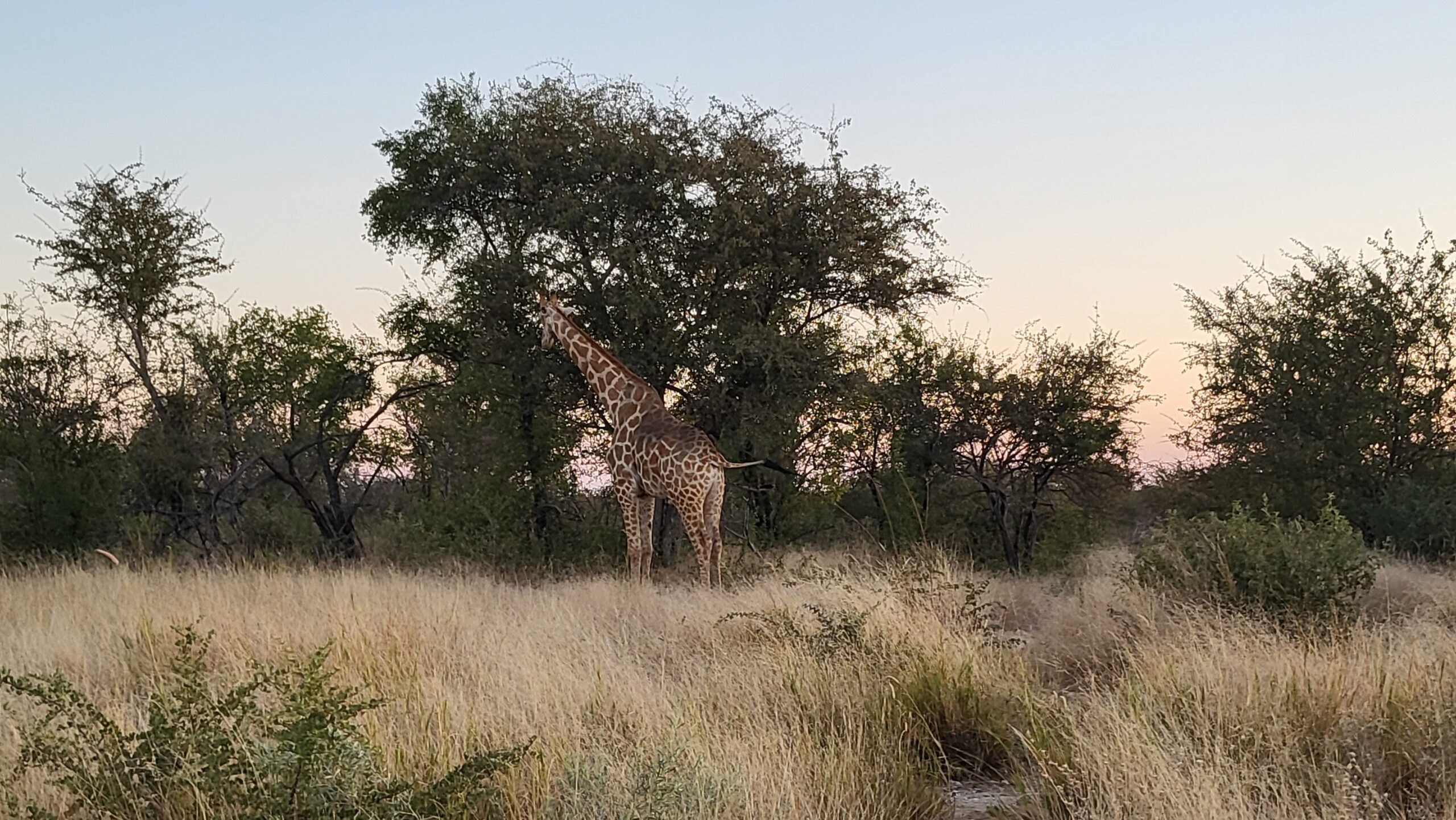 etosha