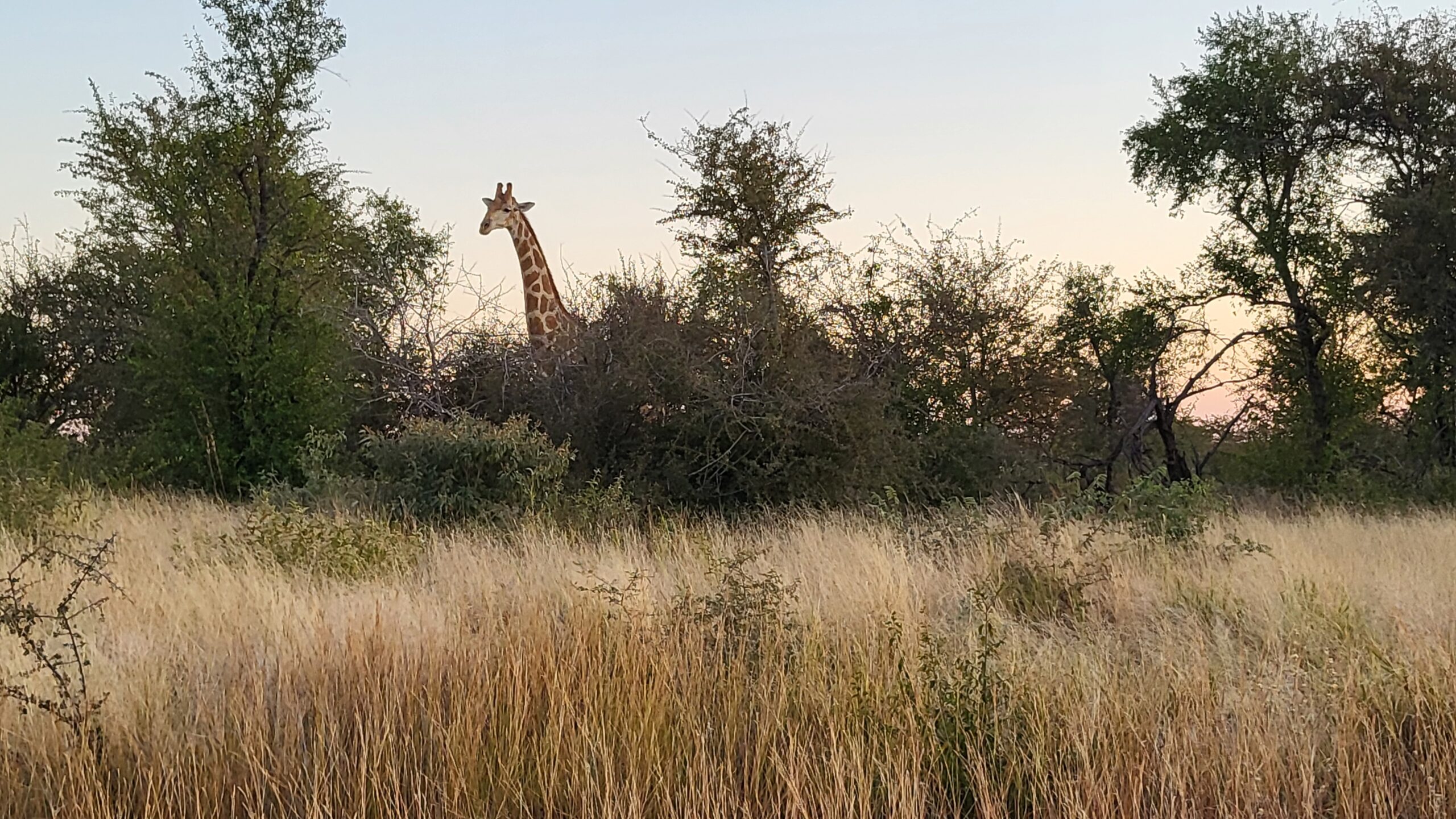 etosha