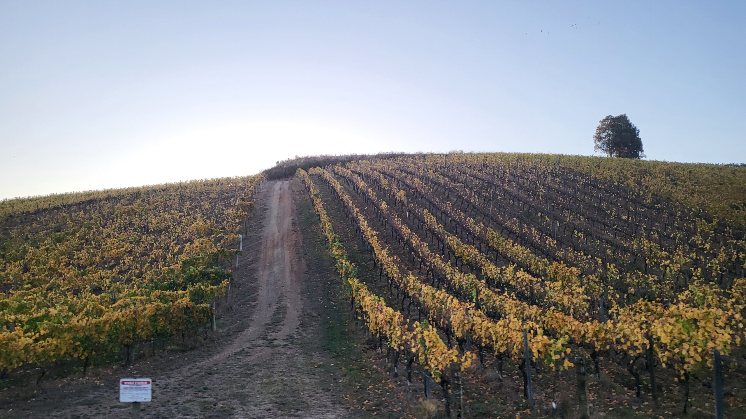 vignes à adelaide