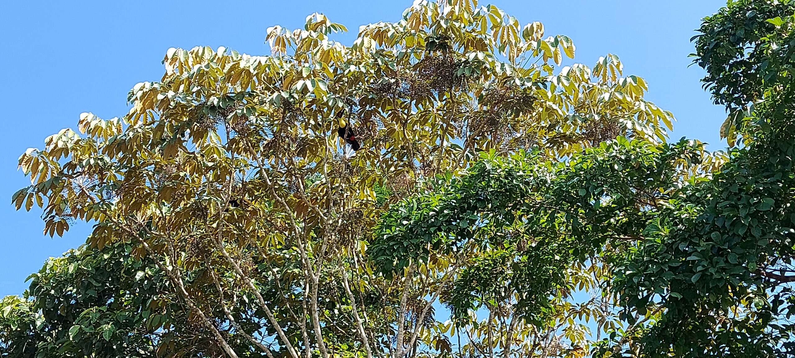 toucans