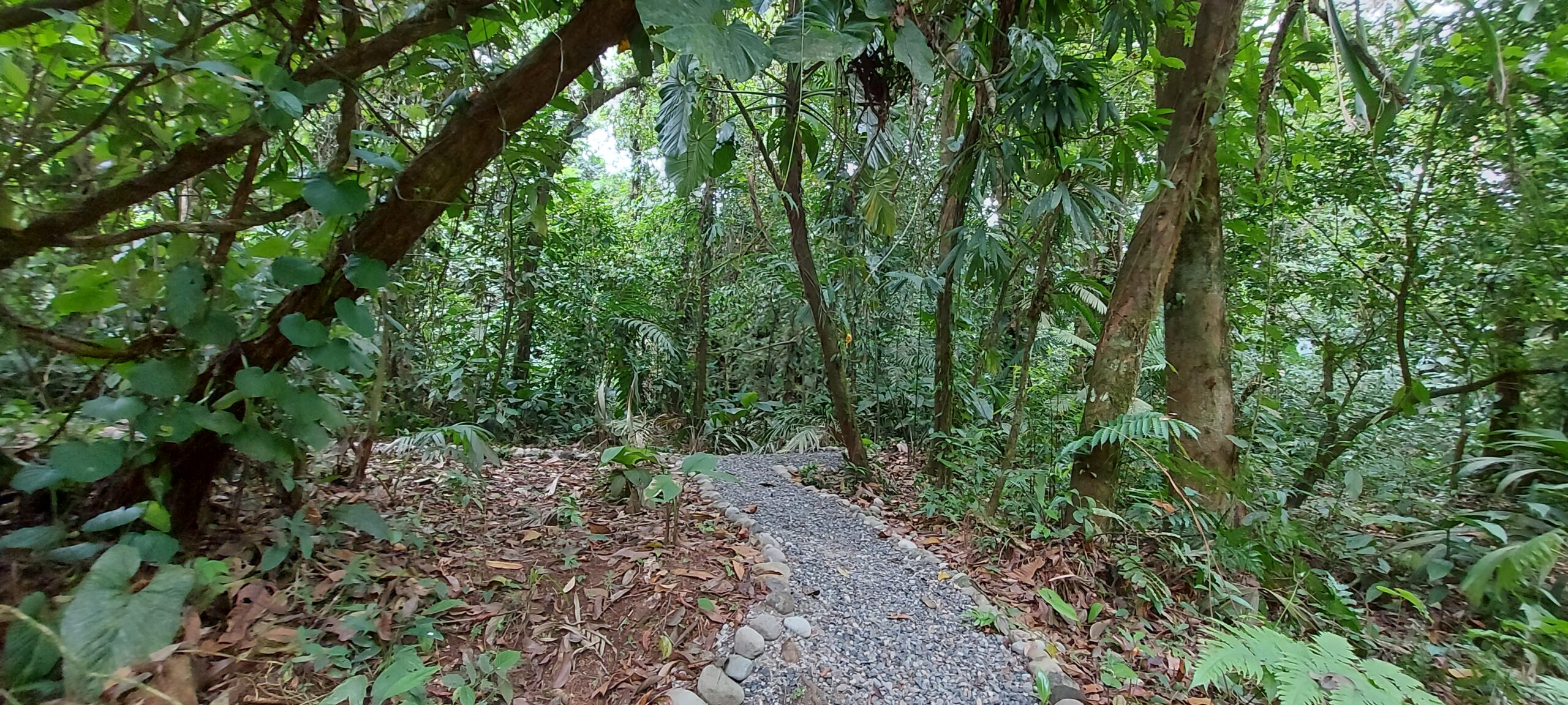 circuit jungle la fortuna