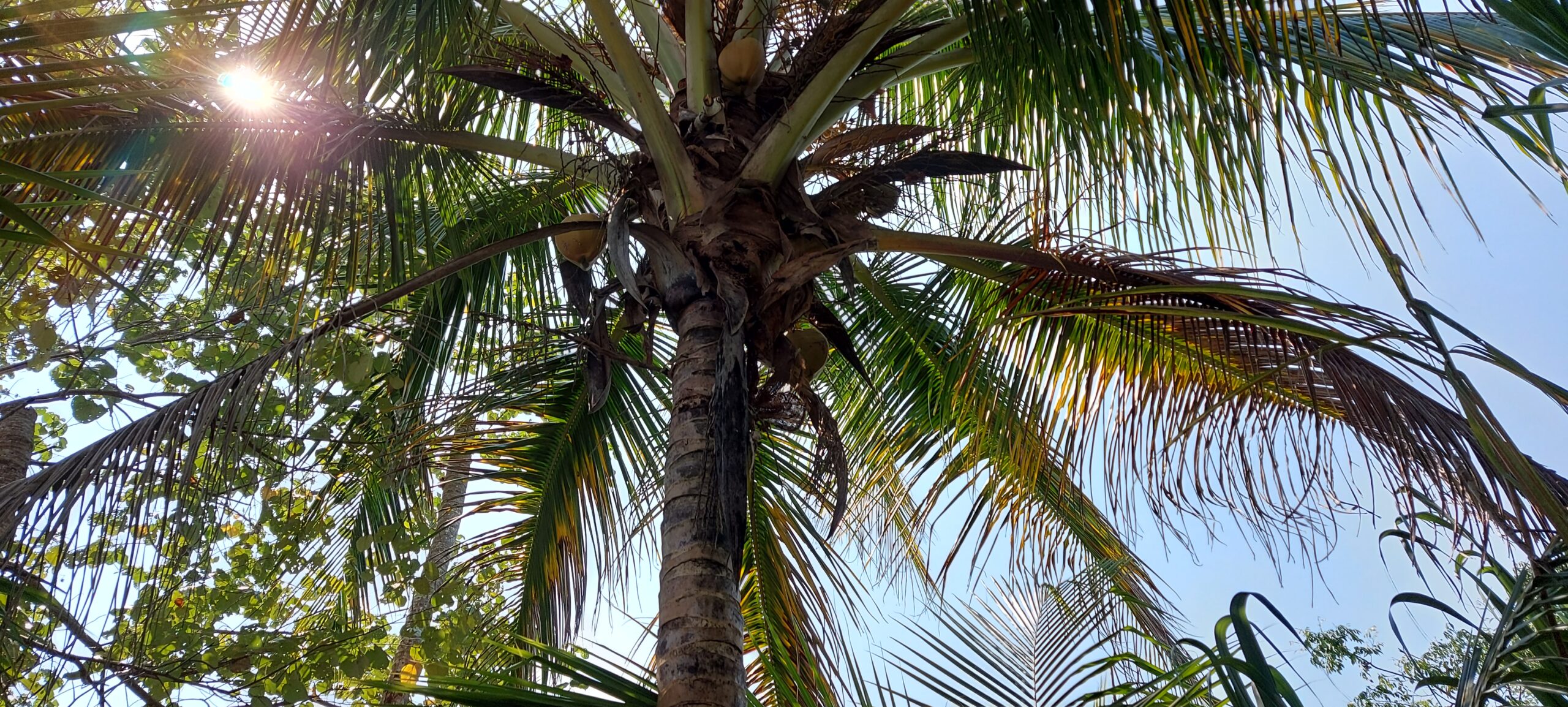 palmier manzanillo, costa rica