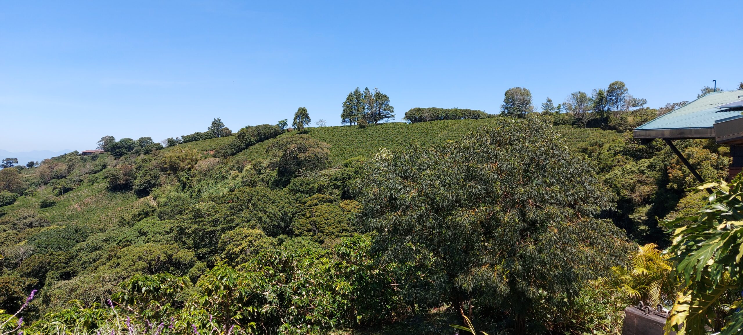plantation cag